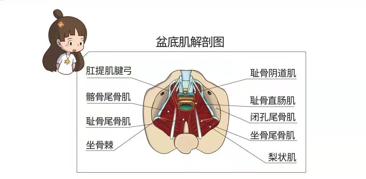 男题不难—男性盆底肌"生物刺激反馈仪"评估不容忽视