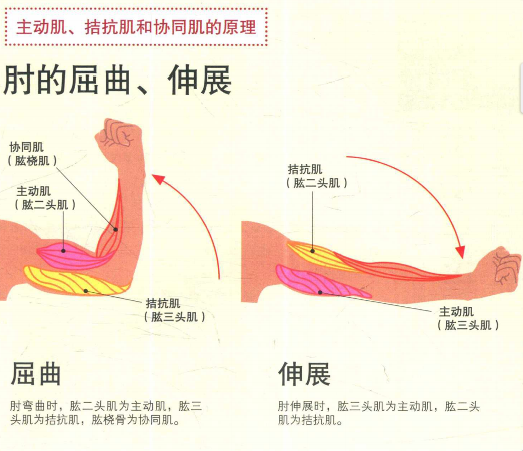 运动训练-主动肌,拮抗肌与协同肌